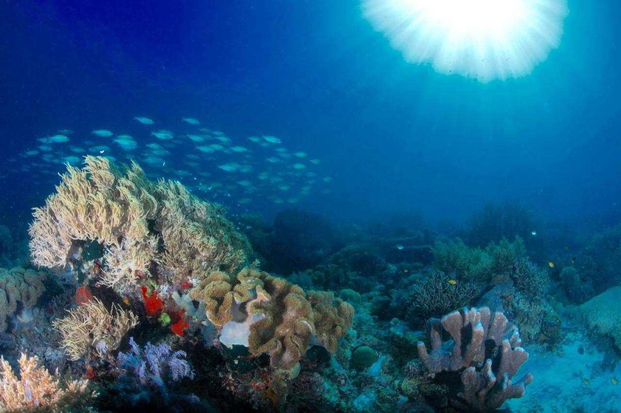 C气泡潜水度假村 C Bubble Diving Resort 杜马格特 外观 照片